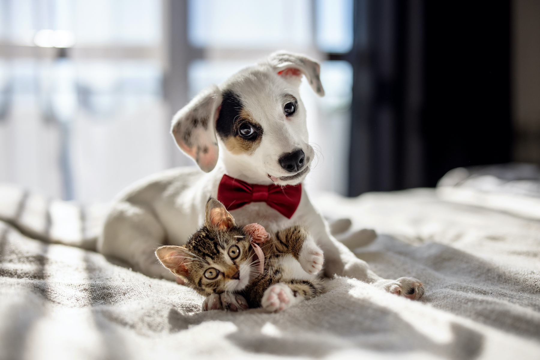 A tiny kitten and a playful puppy, both wearing adorable little bow ties, joyfully engage in a game together